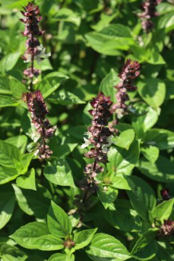 Ocimum basilicum or Lemon Basil plant with many flowers in the vegetable garden on a sunny day