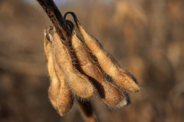 Close-up of dry soy plants with soybean pods on a sunny autumn season. Glycine max