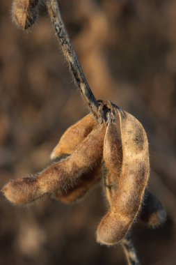 Close-up of dry soy plants with soybean pods on a sunny autumn season. Glycine max