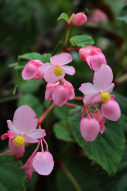 Close-up of Begonia pink and yellow flowers in the flowerbed on summer season in the garden