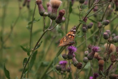 Orange and black Painted lady butterfly on pink creeping thistle flowers . Vanessa cardui butterfly on Cirsium arvense