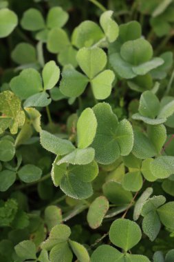 Tarlada çiğ taneleri olan yeşil yonca bitkilerinin yakın çekimi. Trifolium sonbahar mevsiminde tövbe eder.