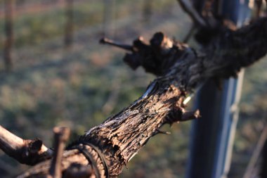 Pinot Vineyard 'ın kış mevsiminde, İtalya' nın kırsal kesimlerinde kış mevsiminde don kapladığı yakın çekim. Vitis vinifera