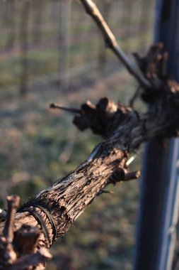 Pinot Vineyard 'ın kış mevsiminde, İtalya' nın kırsal kesimlerinde kış mevsiminde don kapladığı yakın çekim. Vitis vinifera