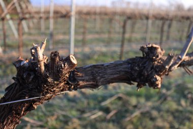 Pinot Vineyard 'ın kış mevsiminde, İtalya' nın kırsal kesimlerinde kış mevsiminde don kapladığı yakın çekim. Vitis vinifera