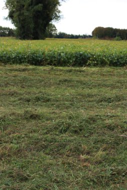 Bir yaz günü, İtalya 'nın kırsal kesiminde yeşil fasulye tarlası.