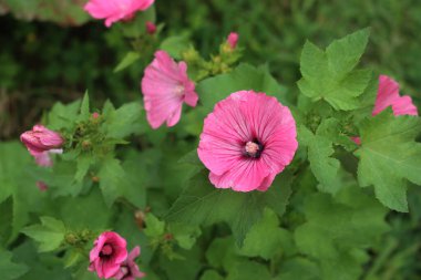 Bir yağmur fırtınasından sonra Mallow gümüşü çiçekleri ve yağmur damlaları. Bir yaz gününde Lavatera trimestri
