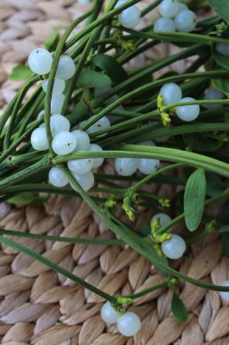 Masada beyaz böğürtlenli Misteletoe dallarına yakın çekim. Viscum albümü 