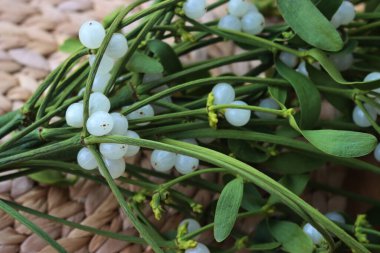 Masada beyaz böğürtlenli Misteletoe dallarına yakın çekim. Viscum albümü 