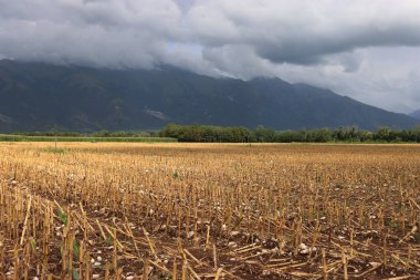 Güneşli bir sonbahar gününde mısır tarlasını mavi dağların arka planına doğru kes. Hasat edilen tarım mısır tarlası 