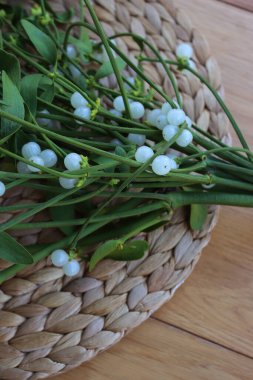Tahta masanın üzerinde beyaz böğürtlen olan bir sürü Misteletoe dalı. Viscum albümü 