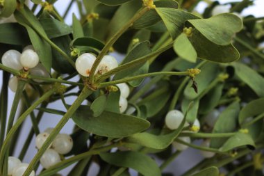 Beyaz arka planda beyaz böğürtlenli, kopyalama alanı olan Misteletoe şubelerine yakın plan. Viscum albümü