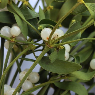 Beyaz arka planda beyaz böğürtlenli, kopyalama alanı olan Misteletoe şubelerine yakın plan. Viscum albümü