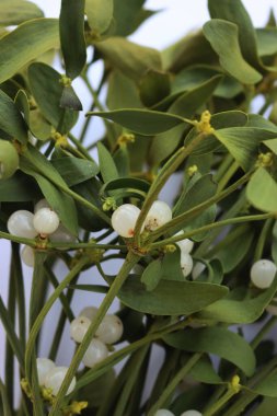 Beyaz arka planda beyaz böğürtlenli, kopyalama alanı olan Misteletoe şubelerine yakın plan. Viscum albümü