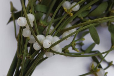 Beyaz arka planda beyaz böğürtlenli, kopyalama alanı olan Misteletoe şubelerine yakın plan. Viscum albümü