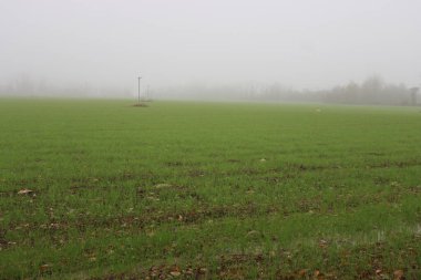 Sisli bir günde, kışın tarlada yetişen küçük yeşil buğday bitkileri. Kuzey İtalya 'da Triticum ekimi