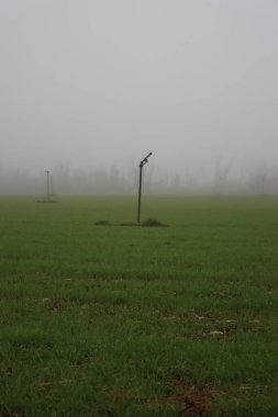Sisli bir günde, kışın tarlada yetişen küçük yeşil buğday bitkileri. Kuzey İtalya 'da Triticum ekimi