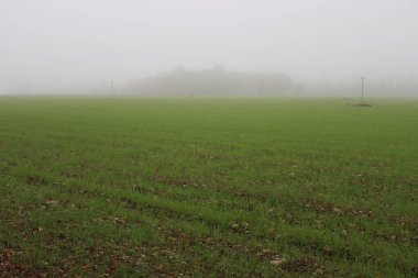 Sisli bir günde, kışın tarlada yetişen küçük yeşil buğday bitkileri. Kuzey İtalya 'da Triticum ekimi