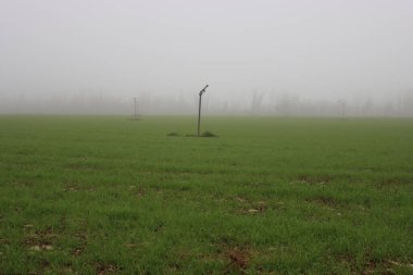 Sisli bir günde, kışın tarlada yetişen küçük yeşil buğday bitkileri. Kuzey İtalya 'da Triticum ekimi