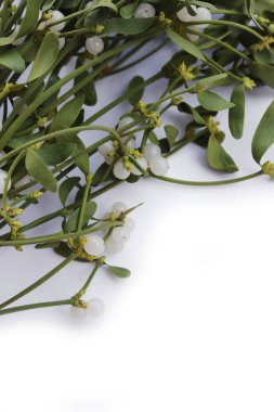 Beyaz arka planda beyaz böğürtlenli bir sürü Misteletoe dalı ve kopya alanı. Viscum albümü