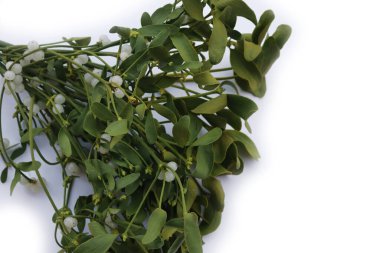 Beyaz arka planda beyaz böğürtlenli bir sürü Misteletoe dalı ve kopya alanı. Viscum albümü