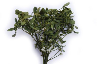 Beyaz arka planda beyaz böğürtlenli bir sürü Misteletoe dalı ve kopya alanı. Viscum albümü