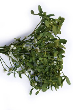 Beyaz arka planda beyaz böğürtlenli bir sürü Misteletoe dalı ve kopya alanı. Viscum albümü