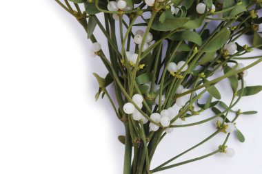 Beyaz arka planda beyaz böğürtlenli bir sürü Misteletoe dalı ve kopya alanı. Viscum albümü