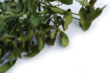 Beyaz arka planda beyaz böğürtlenli bir sürü Misteletoe dalı ve kopya alanı. Viscum albümü