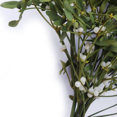 Beyaz arka planda beyaz böğürtlenli bir sürü Misteletoe dalı ve kopya alanı. Viscum albümü