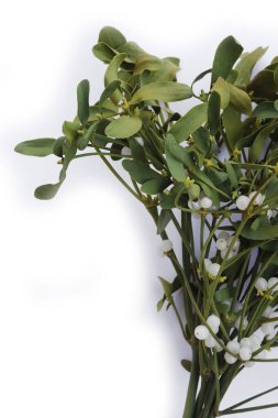 Beyaz arka planda beyaz böğürtlenli bir sürü Misteletoe dalı ve kopya alanı. Viscum albümü