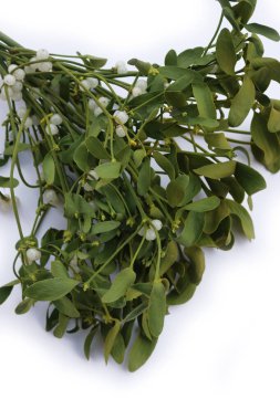 Beyaz arka planda beyaz böğürtlenli bir sürü Misteletoe dalı ve kopya alanı. Viscum albümü