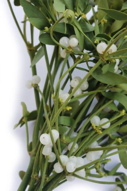 Beyaz arka planda beyaz böğürtlenli bir sürü Misteletoe dalı ve kopya alanı. Viscum albümü
