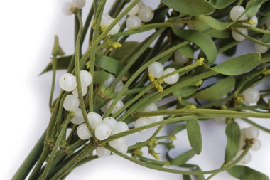 Beyaz arka planda beyaz böğürtlenli bir sürü Misteletoe dalı ve kopya alanı. Viscum albümü