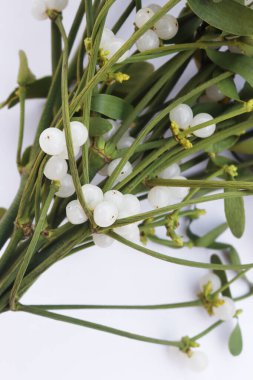 Beyaz arka planda beyaz böğürtlenli bir sürü Misteletoe dalı ve kopya alanı. Viscum albümü