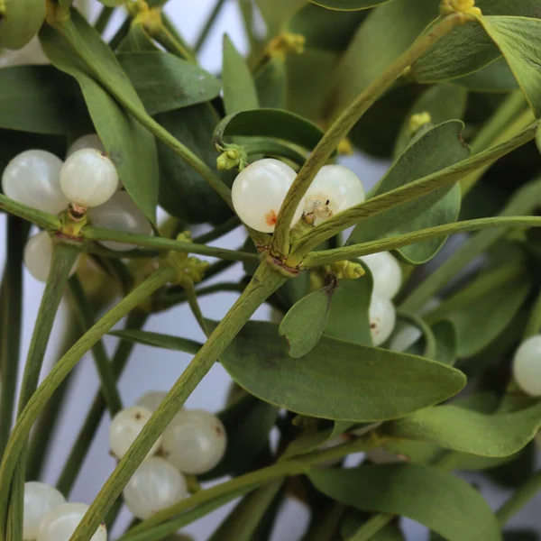 Beyaz arka planda beyaz böğürtlenli, kopyalama alanı olan Misteletoe şubelerine yakın plan. Viscum albümü