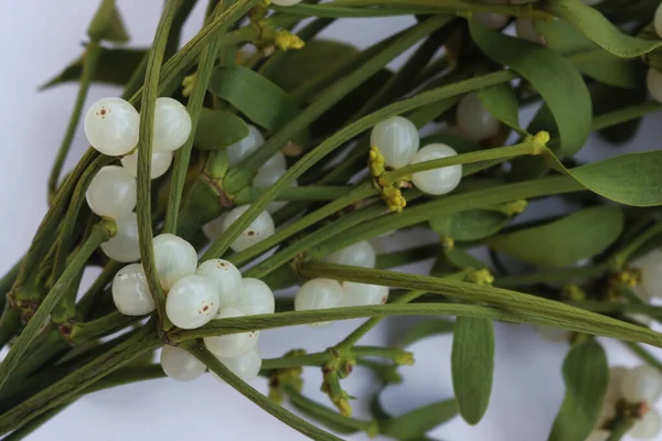 Beyaz arka planda beyaz böğürtlenli, kopyalama alanı olan Misteletoe şubelerine yakın plan. Viscum albümü