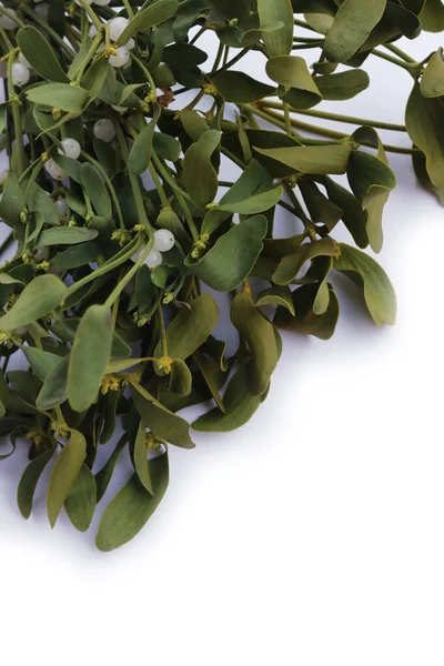 Beyaz arka planda beyaz böğürtlenli bir sürü Misteletoe dalı ve kopya alanı. Viscum albümü