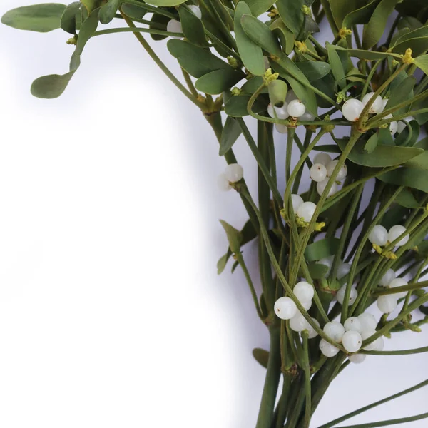 Beyaz arka planda beyaz böğürtlenli bir sürü Misteletoe dalı ve kopya alanı. Viscum albümü