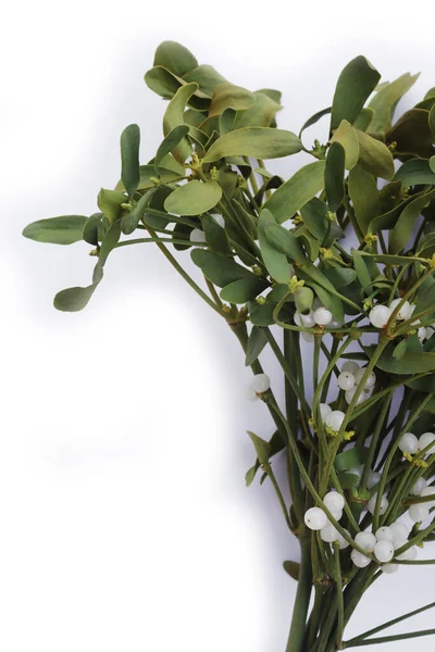 Beyaz arka planda beyaz böğürtlenli bir sürü Misteletoe dalı ve kopya alanı. Viscum albümü