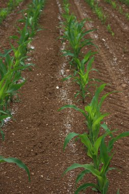 Bahar mevsiminde tarımsal bir alanda mısır fabrikalarının yanında beyaz granüler gübre.