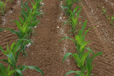 Bahar mevsiminde tarımsal bir alanda mısır fabrikalarının yanında beyaz granüler gübre.