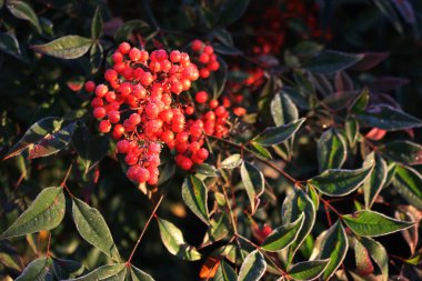 Donmuş kırmızı ilahi bambu çileklerinin yakın çekimi. Güneşli bir kış gününde Nandina evcilleştirilmiş çalıları