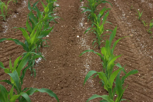 Bahar mevsiminde tarımsal bir alanda mısır fabrikalarının yanında beyaz granüler gübre.