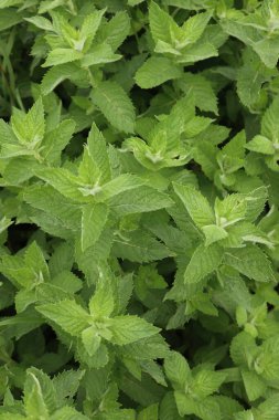 Güneşli bir günde bir sürü nane yeşili bitki. Mentha spicata
