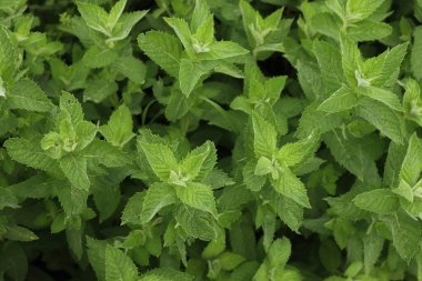 Güneşli bir günde bir sürü nane yeşili bitki. Mentha spicata