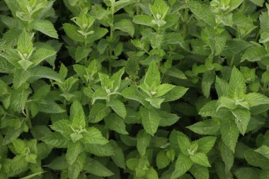 Güneşli bir günde bir sürü nane yeşili bitki. Mentha spicata