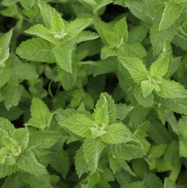 Güneşli bir günde bir sürü nane yeşili bitki. Mentha spicata