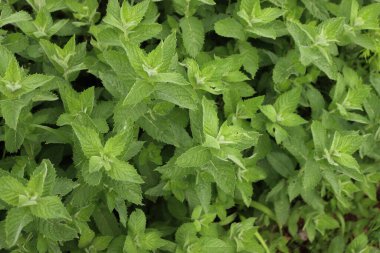 Güneşli bir günde bir sürü nane yeşili bitki. Mentha spicata