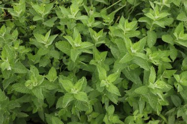 Güneşli bir günde bir sürü nane yeşili bitki. Mentha spicata